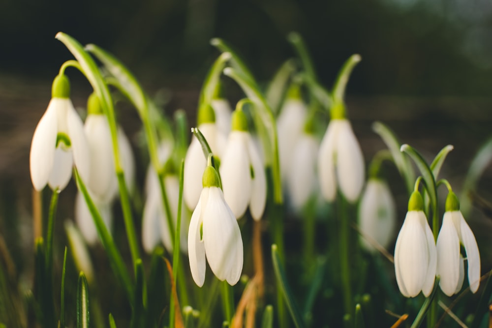 um grupo de flores brancas com caules verdes