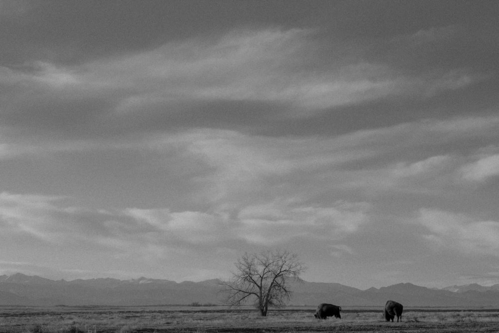 a black and white photo of two horses in a field