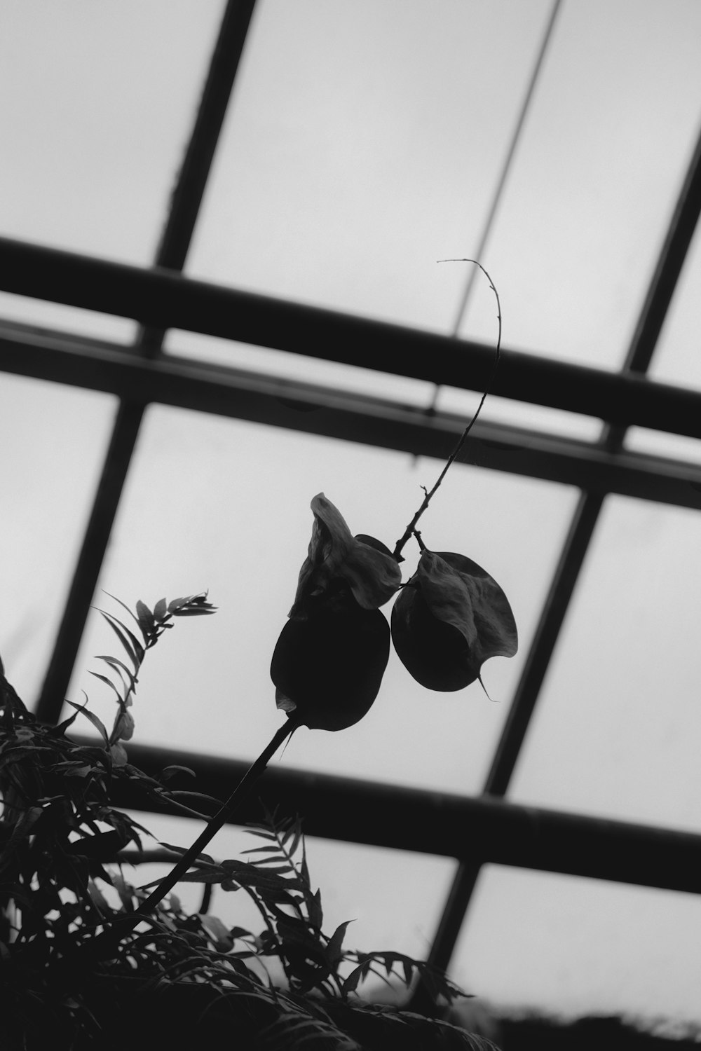 a black and white photo of a flower