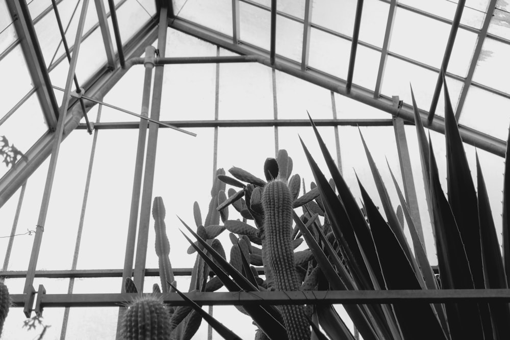 a black and white photo of a cactus in a greenhouse