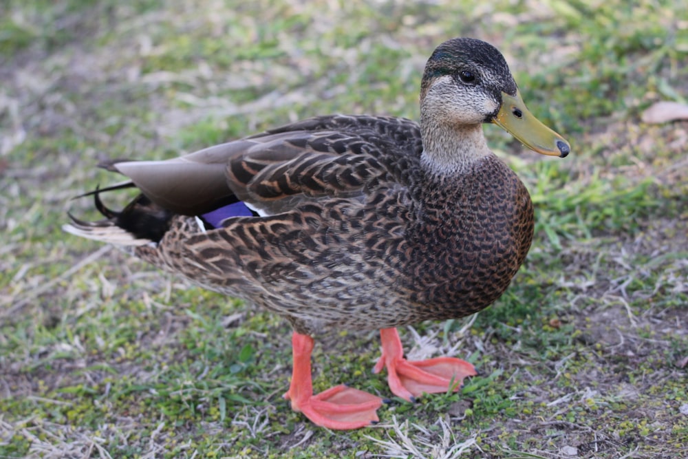 a duck standing on the ground in the grass