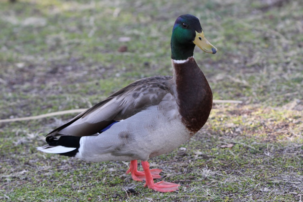 a duck standing in the grass on a sunny day