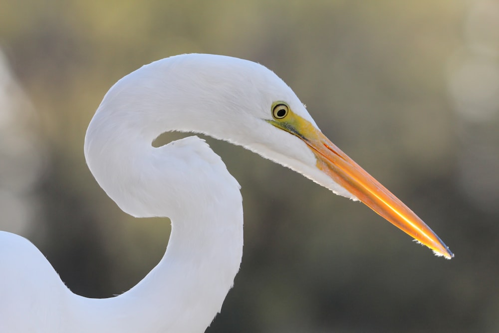 a close up of a white bird with a yellow beak