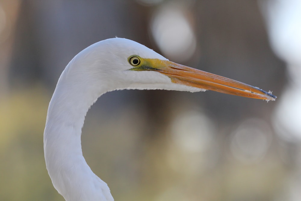 a close up of a white bird with a yellow beak