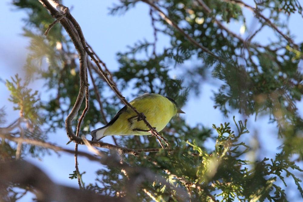 a small yellow bird perched on top of a tree branch