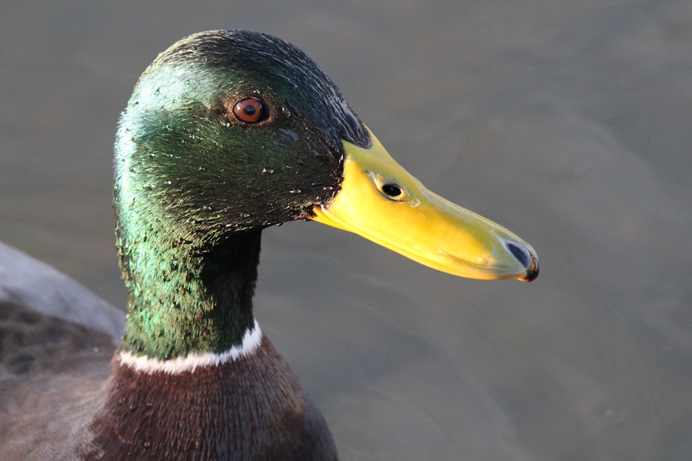 a close up of a duck in the water