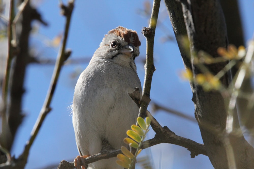 a bird perched on a branch of a tree