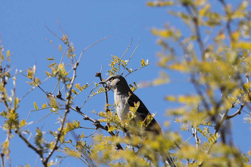 a bird sitting on top of a tree branch