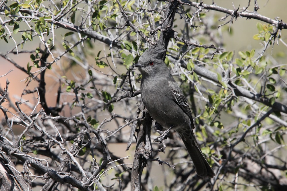 a bird sitting on a branch of a tree