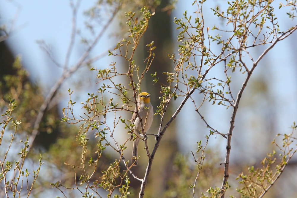 a small bird perched on top of a tree branch