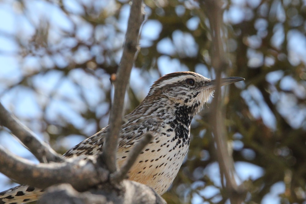 a bird is sitting in a tree with no leaves