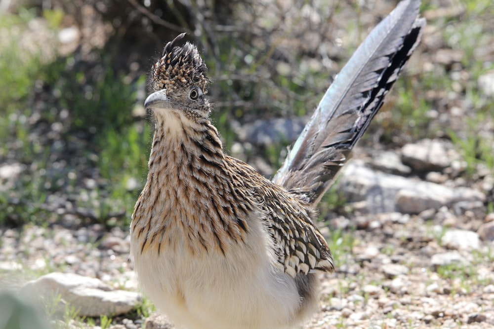 a close up of a bird on the ground