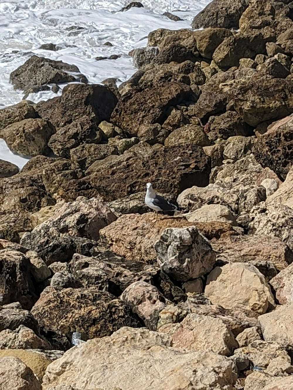 a seagull sitting on some rocks near the ocean