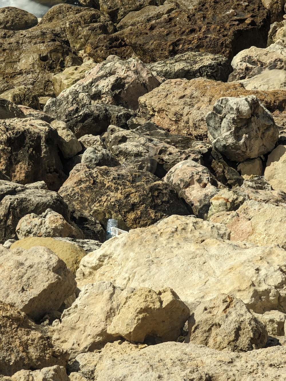 a bird is sitting on a rocky area