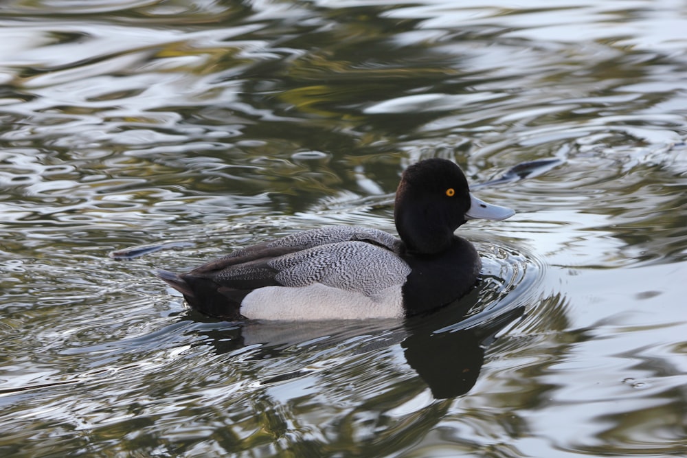 un pato flotando sobre un cuerpo de agua