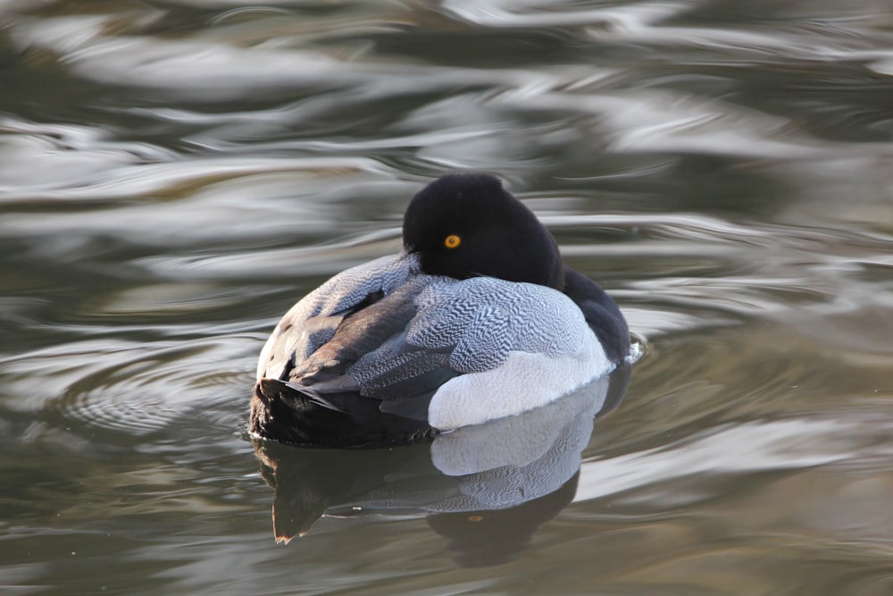 a duck floating on top of a body of water