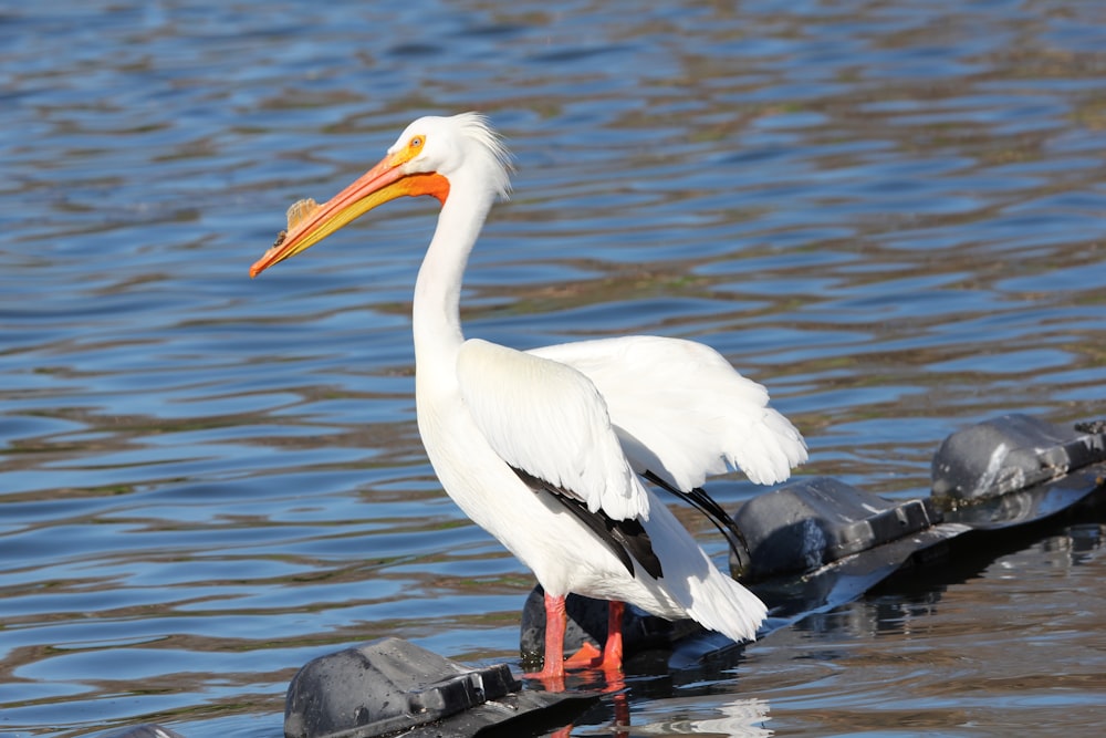 a large white bird standing on a rock in the water