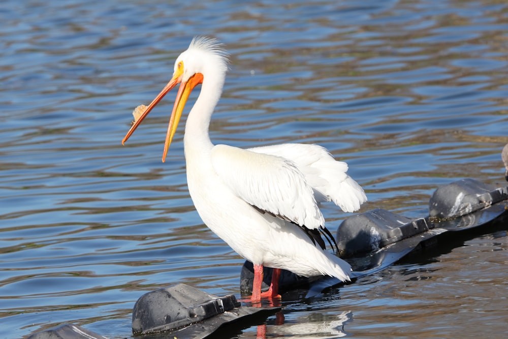 a white bird with a long beak standing on a rock in the water