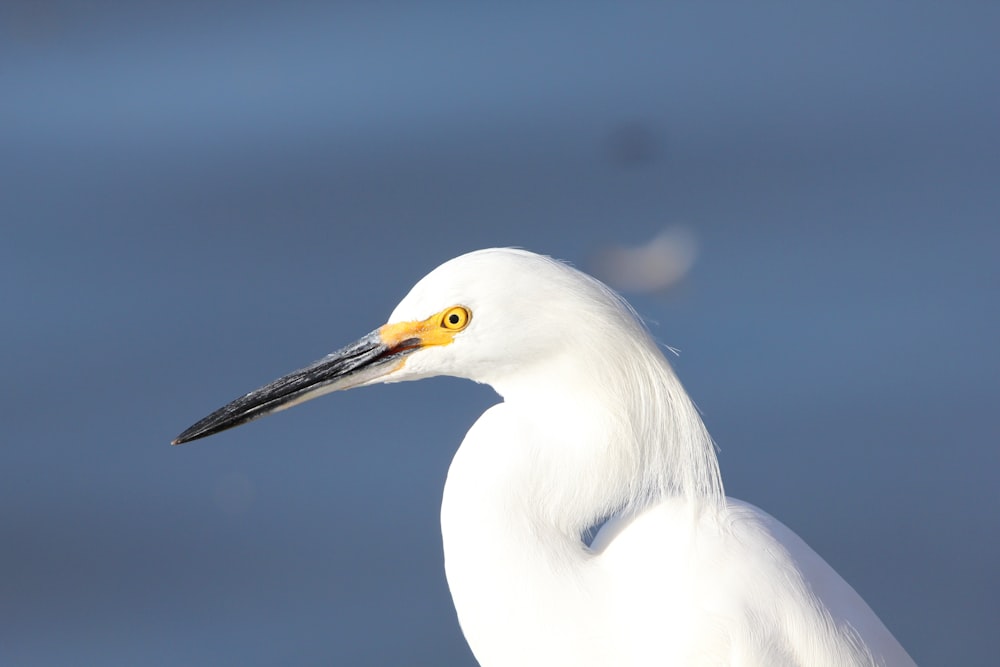 Un primer plano de un pájaro blanco con un pico amarillo