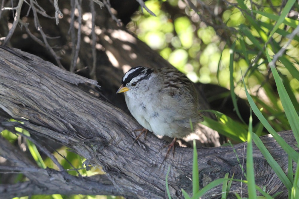 a small bird perched on top of a tree branch