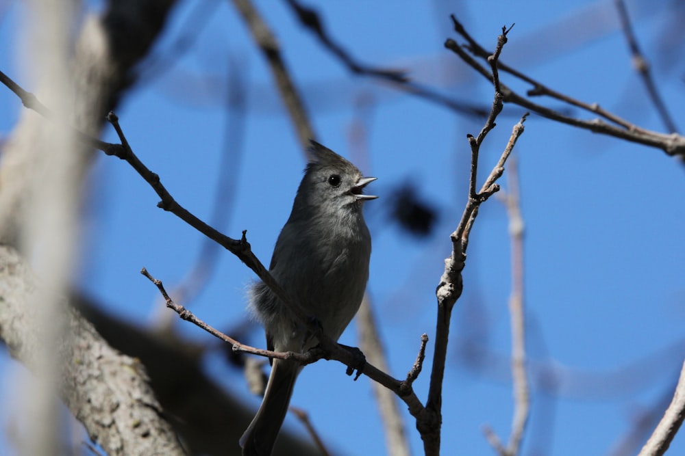 un pajarito sentado en la rama de un árbol