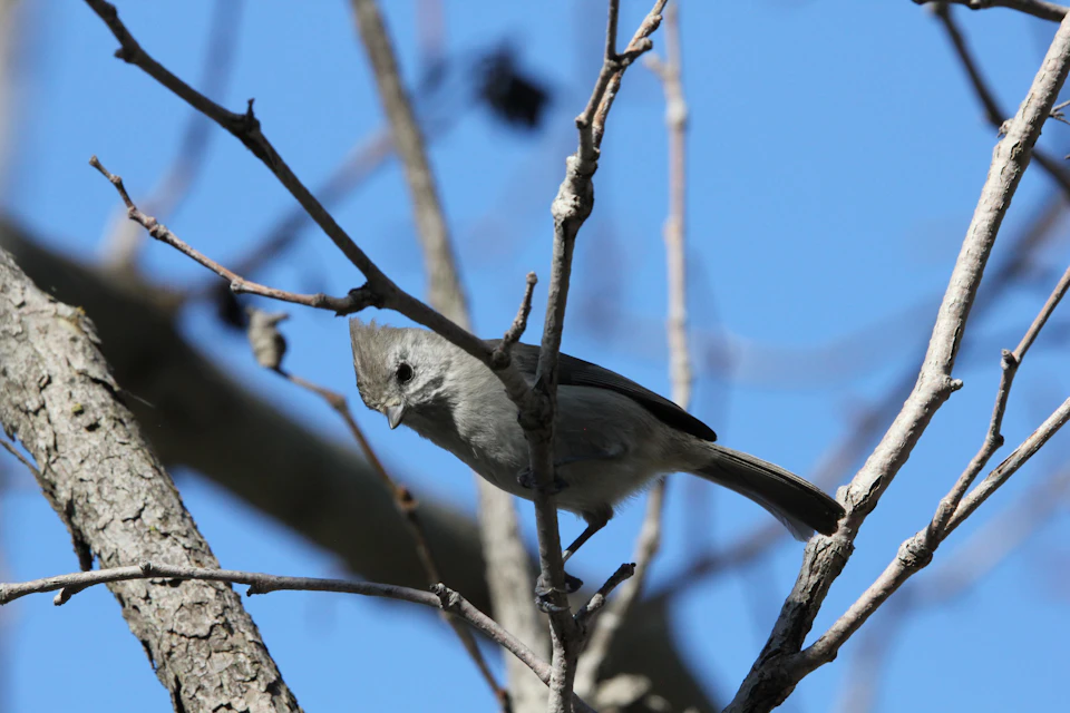 Small gray bird perched on a thin branch in a clear blue sky landscape