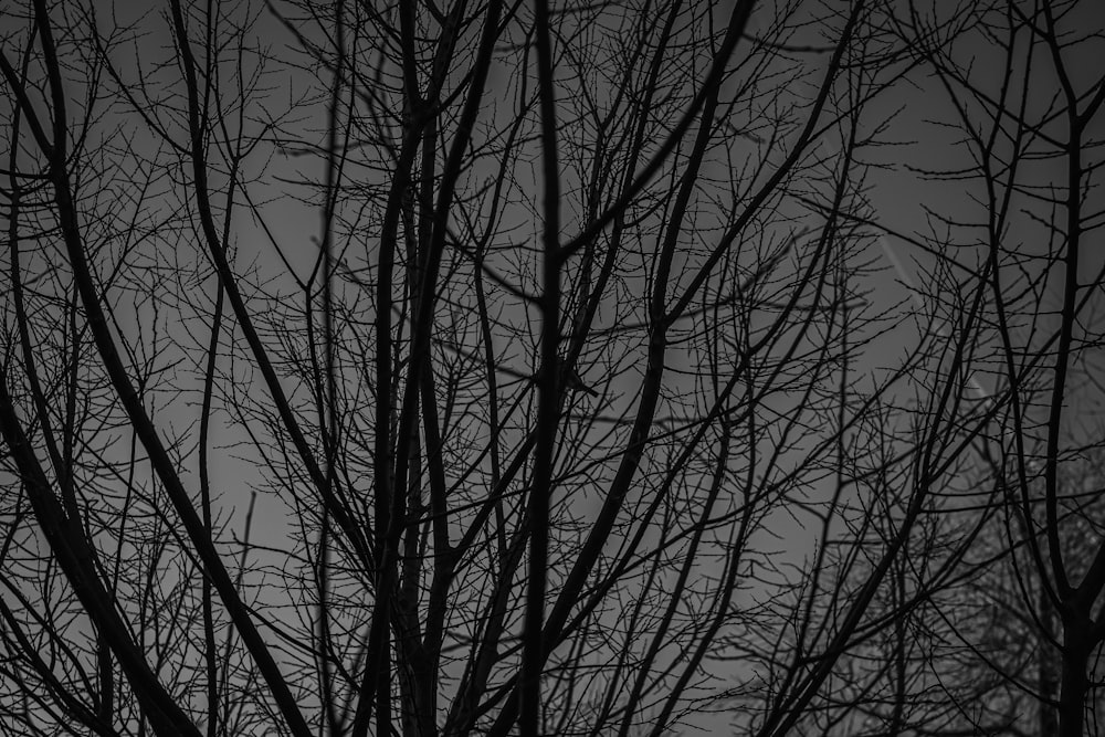 uma foto em preto e branco de uma árvore sem folhas