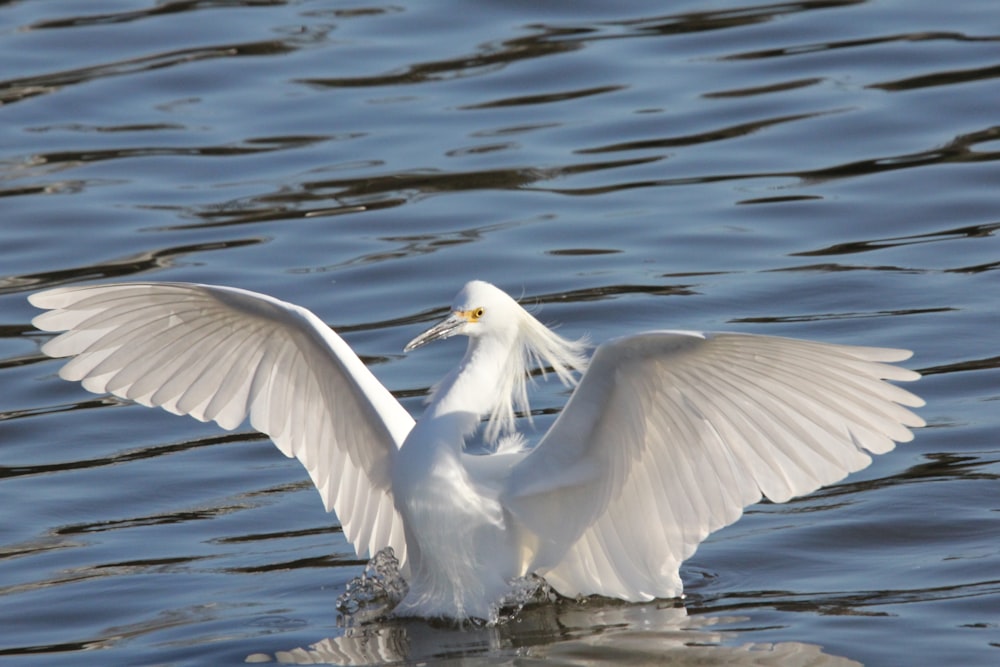 a white bird with its wings spread out in the water