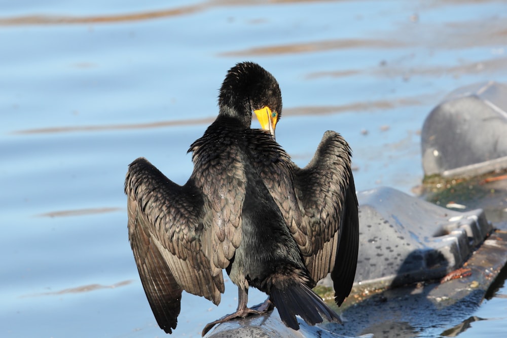 a bird sitting on top of a rock next to a body of water