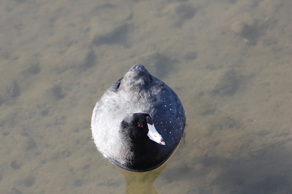 un pájaro blanco y negro flotando sobre un cuerpo de agua