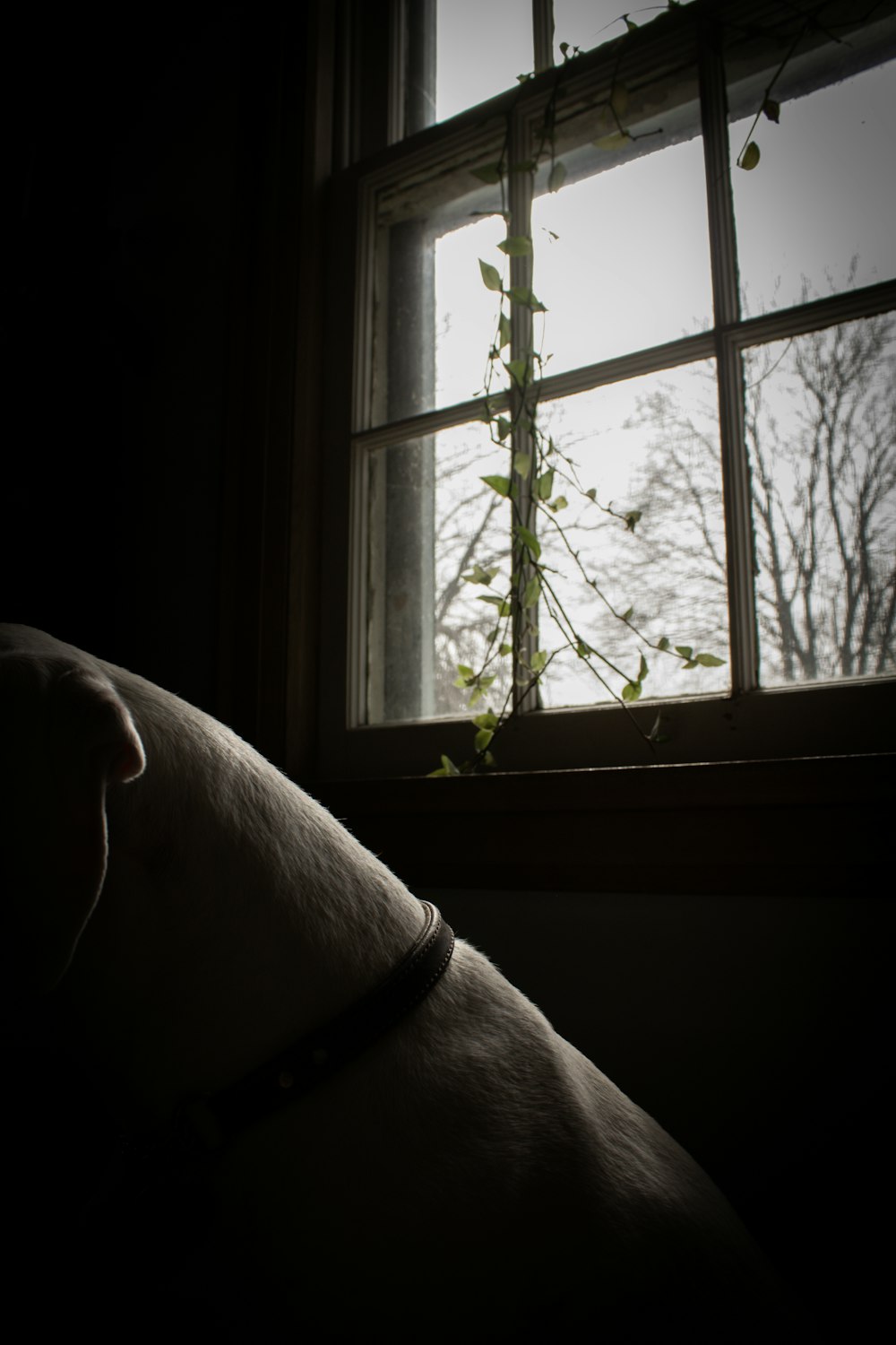 a dog is looking out of a window