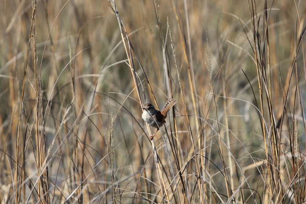 un petit oiseau assis sur un champ d’herbe sèche