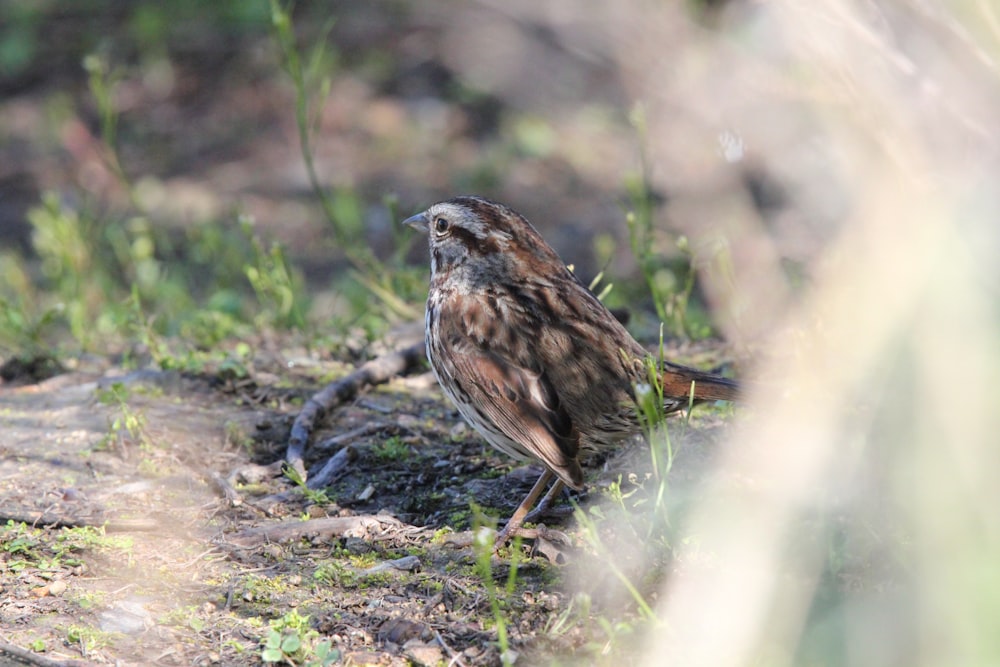 a small bird is standing on the ground