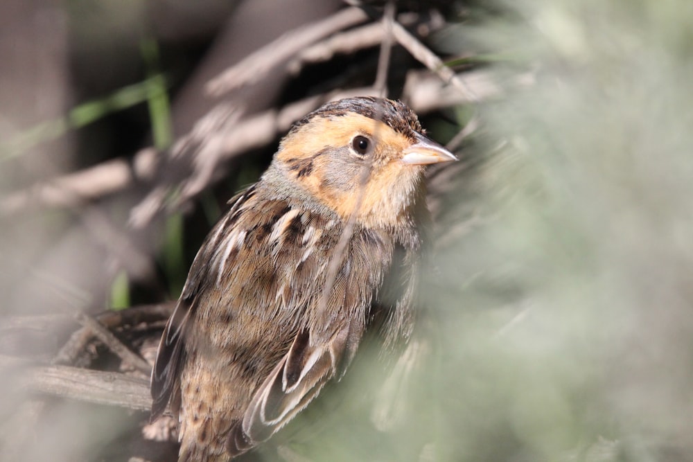 a small bird sitting on top of a tree branch