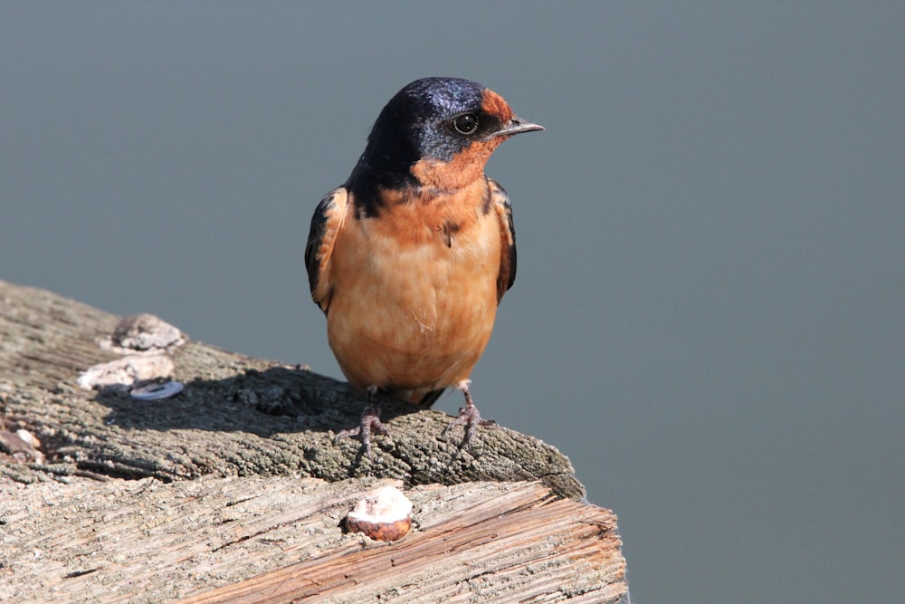 a small bird sitting on top of a wooden post