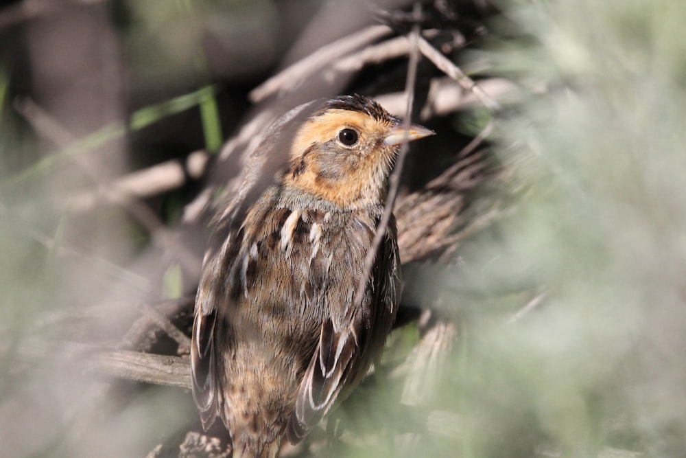 a small bird sitting on top of a tree branch