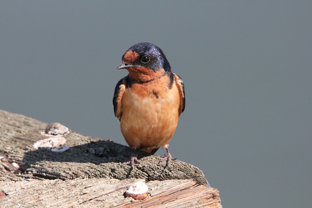 a small bird sitting on top of a tree branch