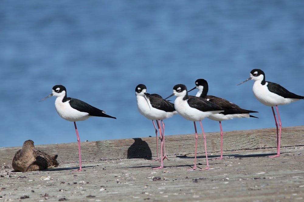 a group of birds standing on top of a sandy beach