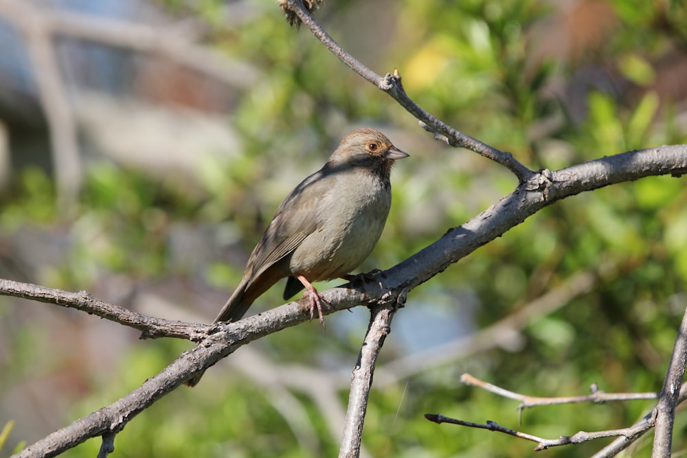 a small bird perched on a tree branch