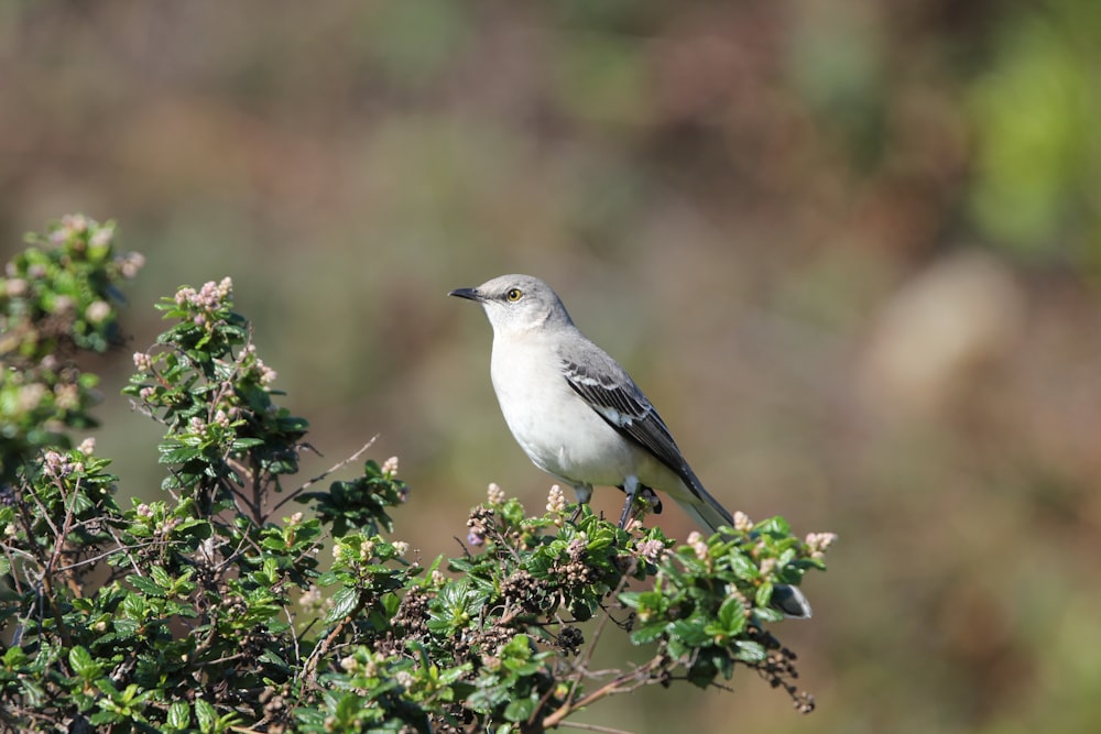 a bird sitting on top of a tree branch