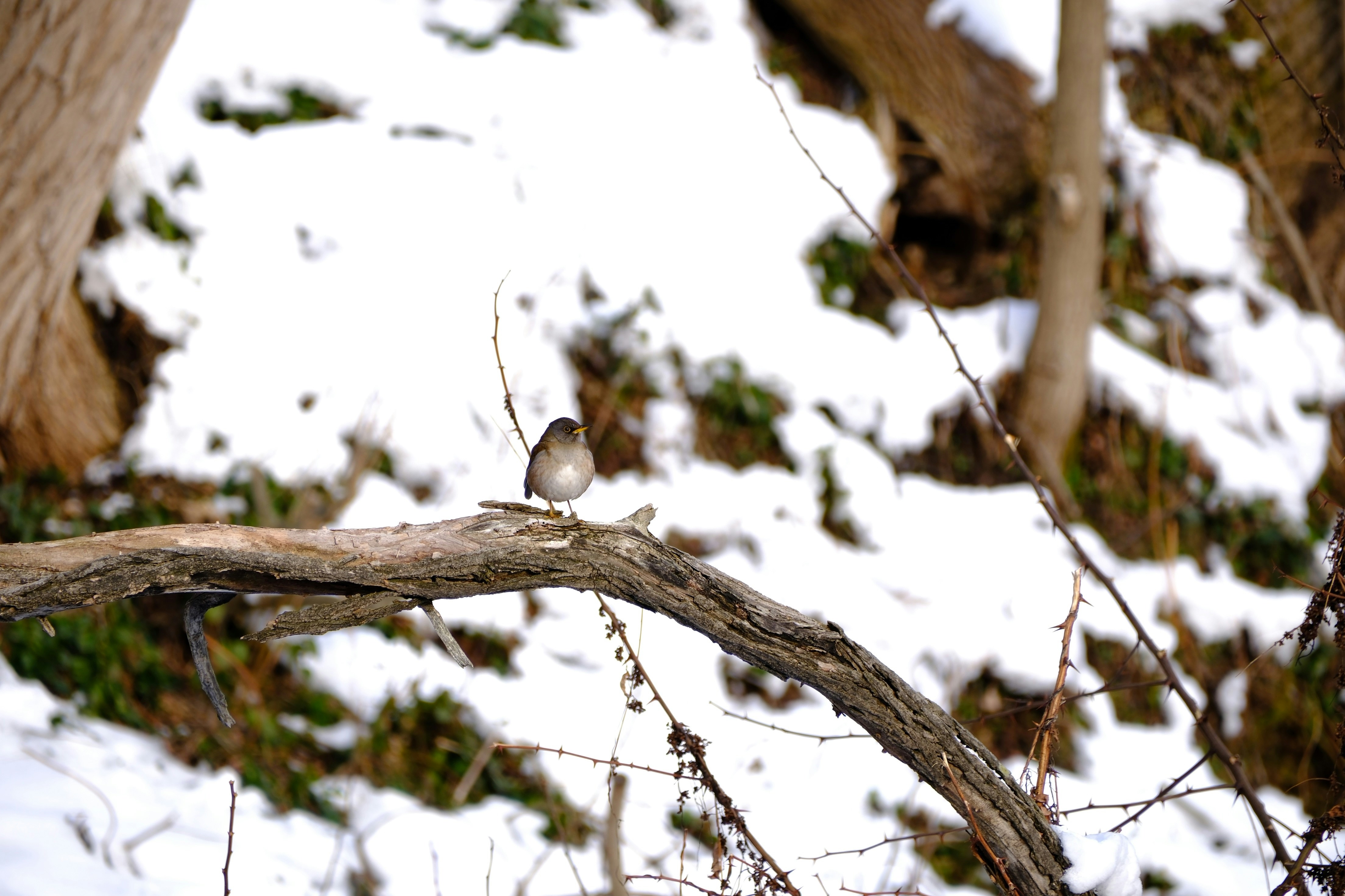 Photo by seiya_maeda