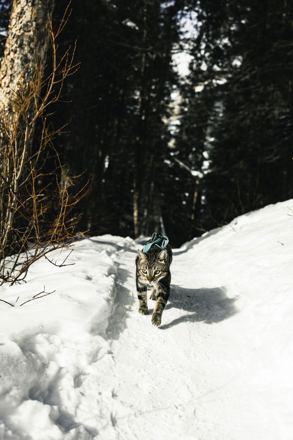 a cat walking across a snow covered forest