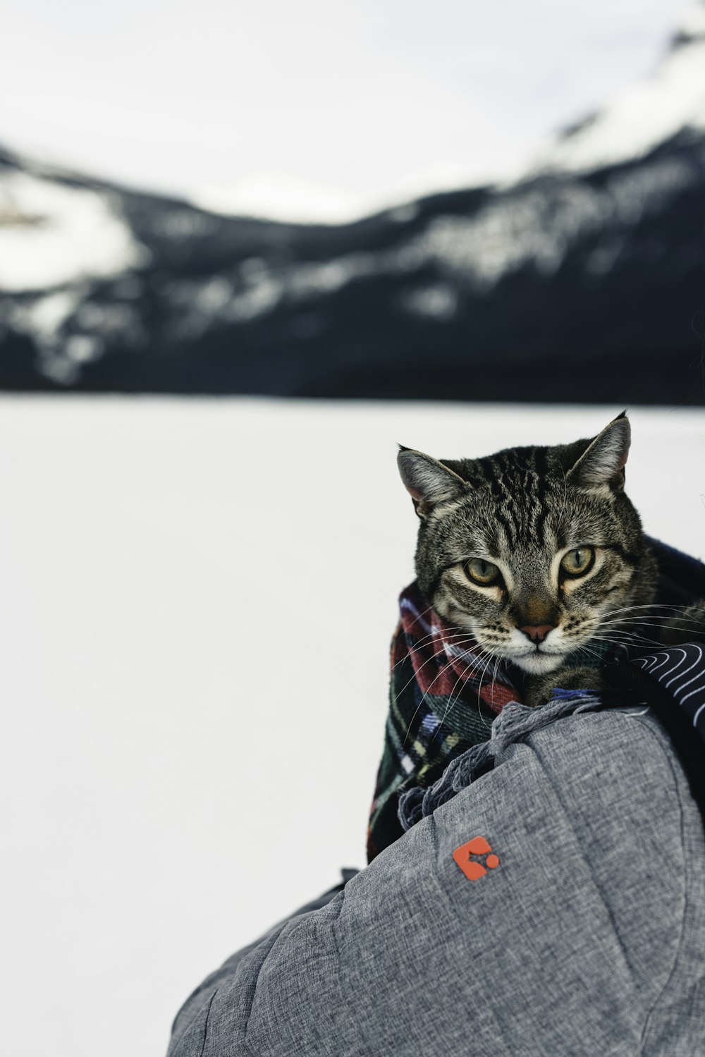 a cat that is sitting on someone's back in the snow