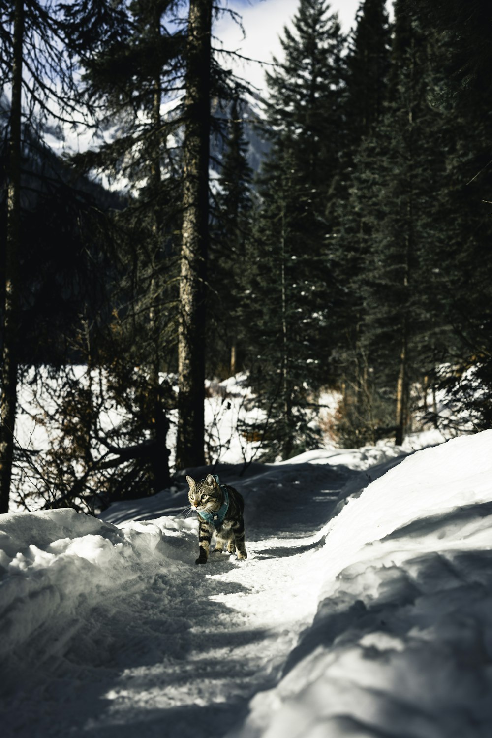 a dog running through the snow in the woods