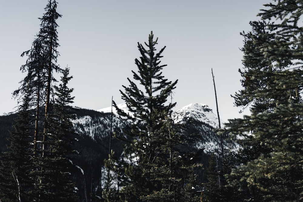 a view of a mountain through some trees