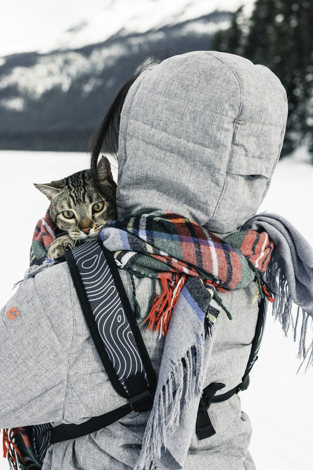 a cat sitting on top of a backpack in the snow
