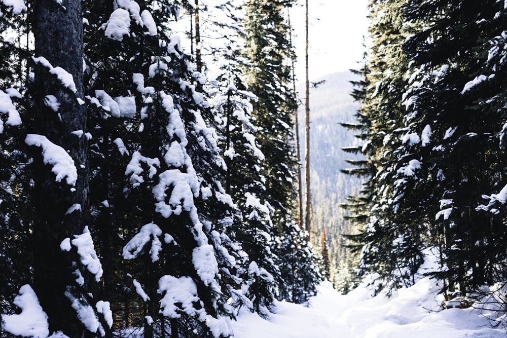 a snow covered path in the middle of a forest