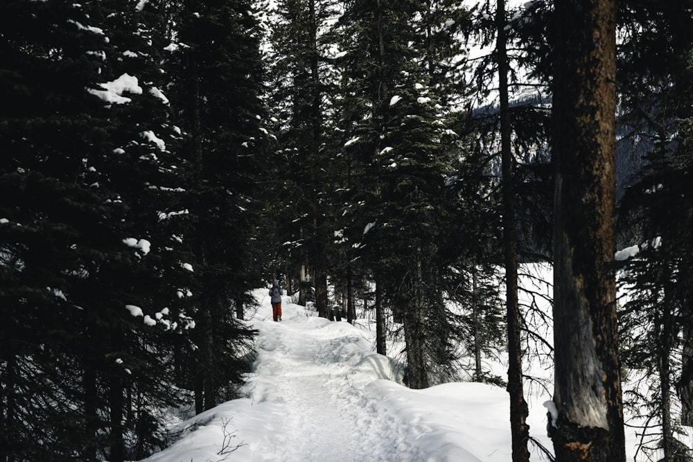 um caminho na neve entre algumas árvores