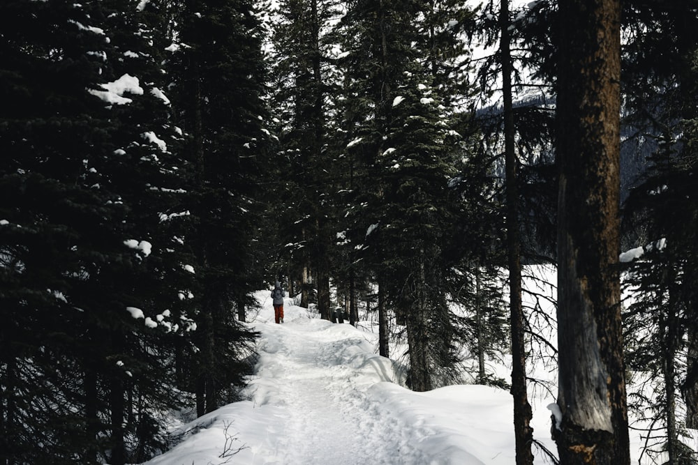 un sentiero nella neve tra alcuni alberi