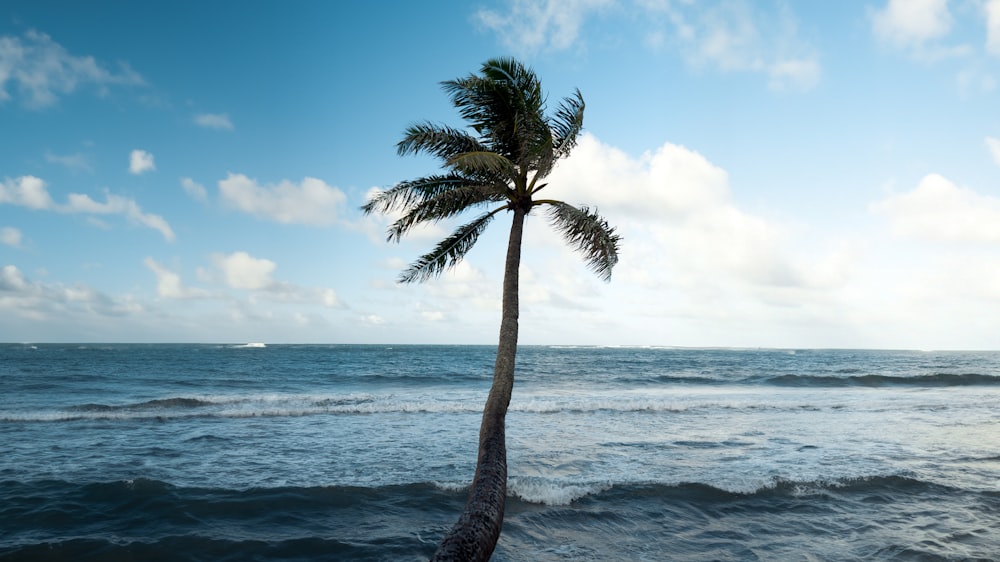 a lone palm tree on the edge of the ocean